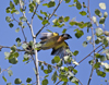 Black headed Grosbeak male